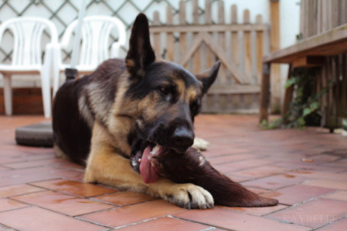 Koda eating a cow’s ear 