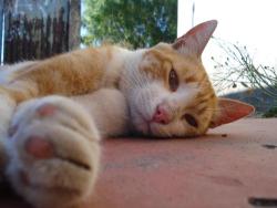 derpycats:  Leo was the most fotogenic cat i’ve ever met. 