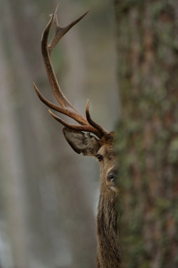 jordinebot:  (via 500px / Photo “Being watched….” by Edwin Kats) 