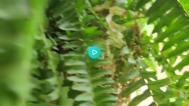 Newly hatched chicks in a fern on my front porch. #Gif#funny#gifs#popular gifs#trending gifs#reddit#reddit gifs#giphy#tumblr gifs#trending#popular