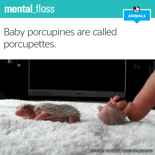 Mental Floss