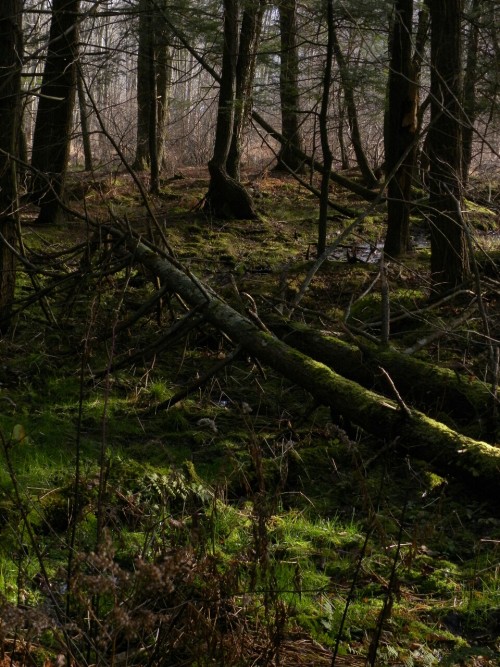 aetheric-aesthetic:Woodland Treasures