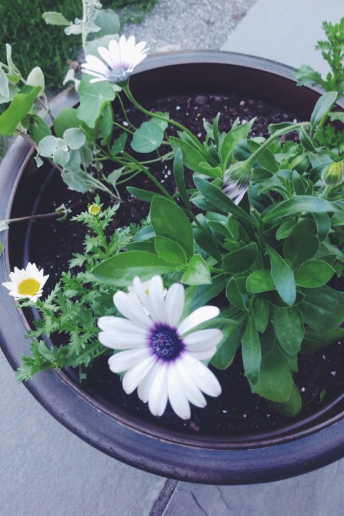 idiotbabeluke:flowers are kind of nice, but also my face is kind of nice