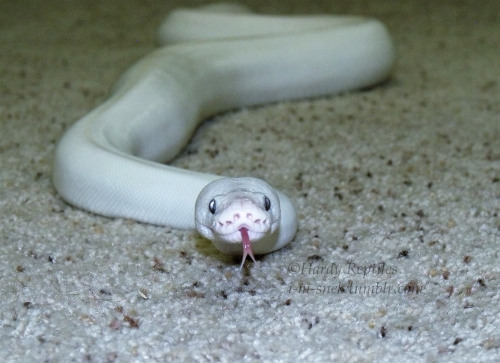 i-m-snek:Bloop!