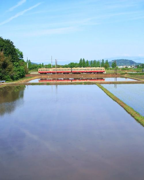 【滋賀県】のどかな田んぼと鉄道 . もう少し車両が映り込めばもっと良かったんですが、 世の中そうそう上手くいくもんでもないので 良しとします . 今年も田んぼと農家の方々に感謝です . （2022/0