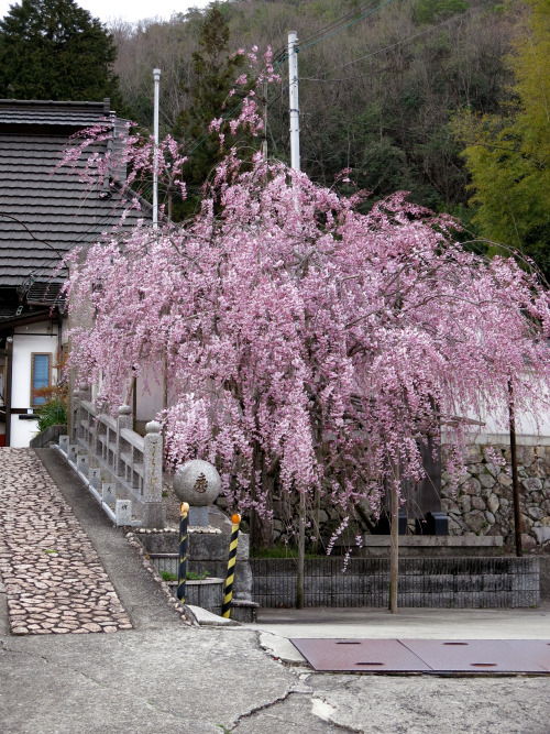 isao-takeda:2014年4月5日　太福寺　神戸市北区