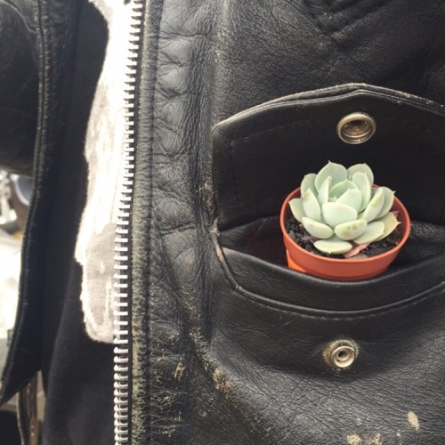 thatsweetsoundof-humility:  Plant pocket angel