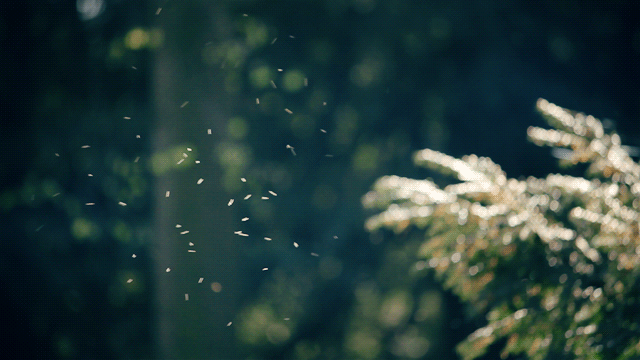 ryanpanos:  Cinemagraphs | Julien Douvier | Tumblr | Via 