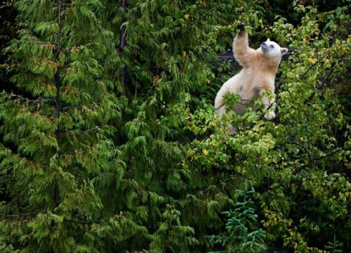 {Spirit Bear} by {Paul Nicklen} In moss-draped rain forest of British Columbia, towering red cedars live a thousand years, and black bears are born with white fur. Neither albino nor polar bear, the spirit bear (also known as the Kermode bear) is a white