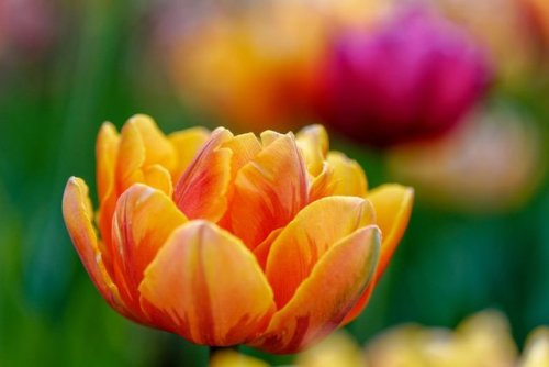 RT @johnkowalski1: Canadian Tulip Festival  . t.co/bA2iZnr9z4 . #canada #tulips #ottawa #ott