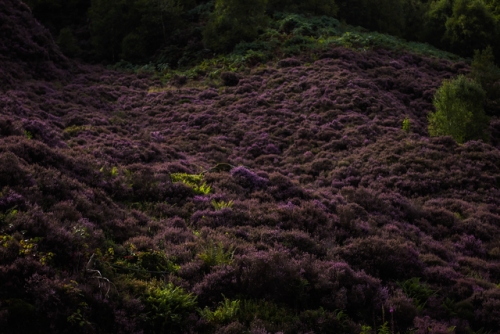 garettphotography: August 26th, 2017 - Todmorden, West Yorkshire | GarettPhotography