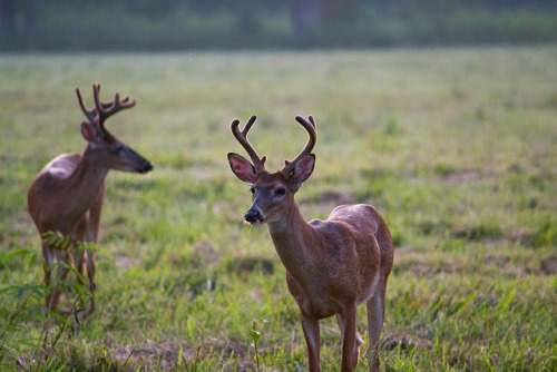 The Locals, Cades Cove, Great Smoky Mountains by tr0mbley on Flickr.