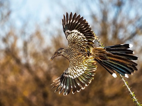 Roadrunner Appreciation Post