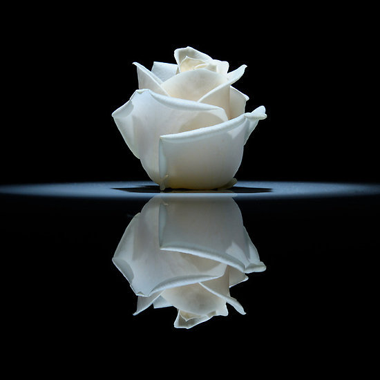  White rose by Carlo Lonati 