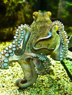 magickandcrack:  this octopus! I love the