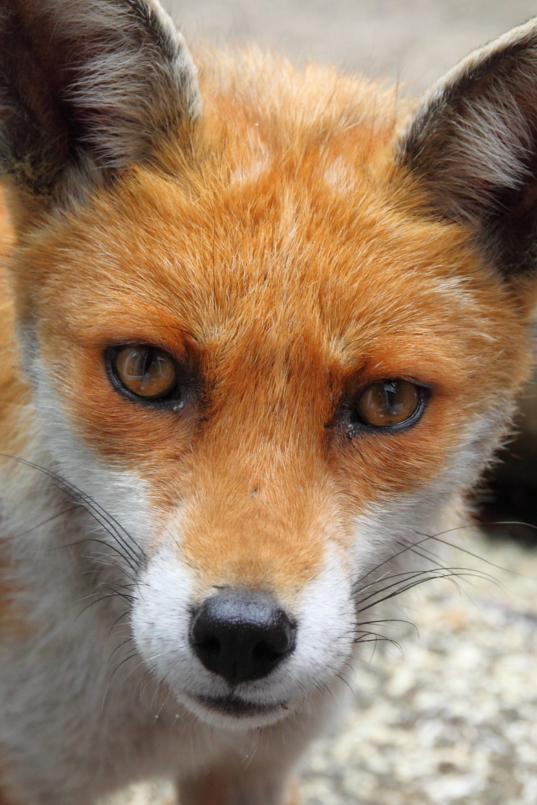 acetrainermikael:  earthandanimals:   Foxy   Photo by Matt Smith           The resolution