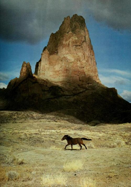 la-pitonisa-tropical: Wild horse at Monument Valley, Arizona by Stephen Bull Taken from: Natural Hi
