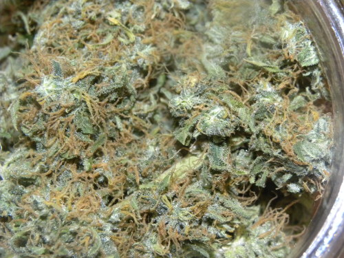 the-stoner-sage:  I grow amazing marijuana <3