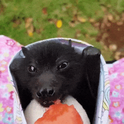 weaver-z:wherewoof:weaver-z:  MY WRETCHED SUBJECTS… can you please bring me a little