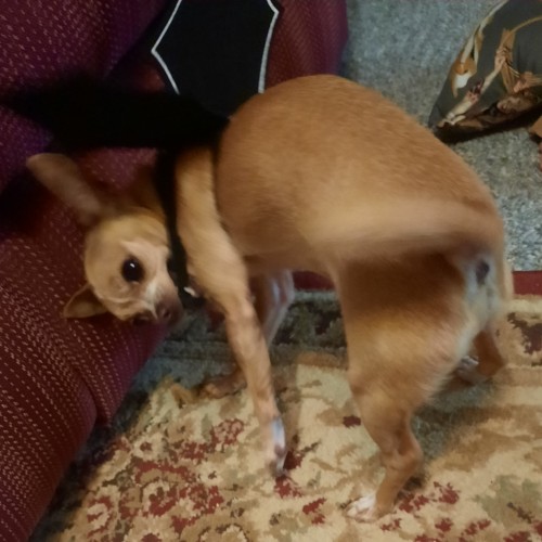 Alright So You Guys Have Seen The Good Sweet (although Grumpy) Chihuahua Boy Truce. Now Get Ready For