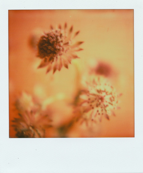 floralls:  Flower, part 3 by  Kumiko SEKIGUCHI 