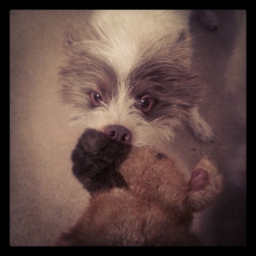 #dogsofinstagram #terriers #terrier #dogs #mansbestfriend #instafame #favoritetoy #dogtoy #ty #beaniebuddy