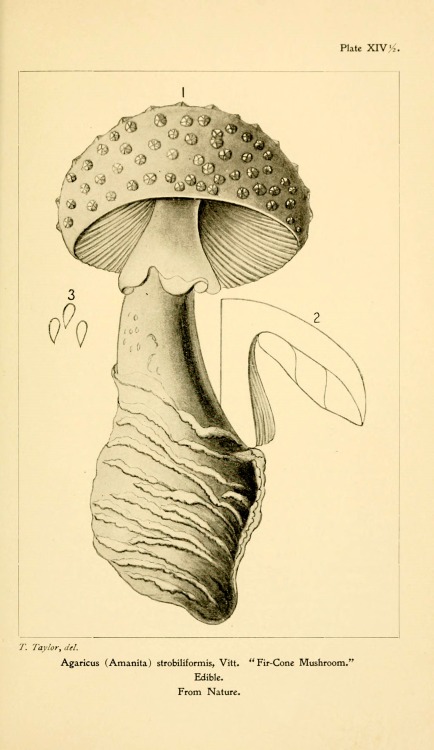 wapiti3: Student’s hand-book of mushrooms of America edible and poisonous / By Taylor, Thomas, 1820-