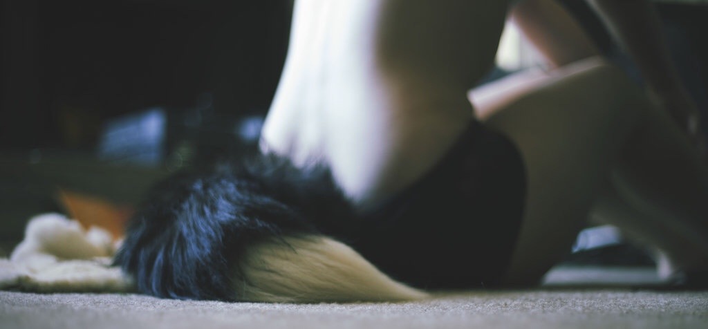analgirls:  Goodbye, tumblr family… tumblr has finally died. Thank you very much