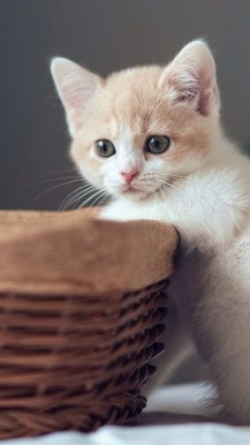 thebabyanimals:  beautiful blog full of baby animals!