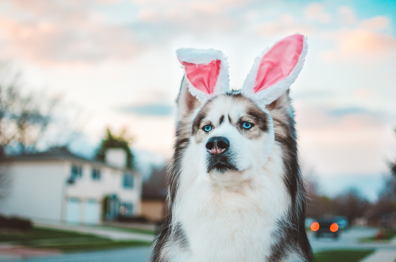 huskiesadventures:  Happy Easter Everyone!   ✌🏻
