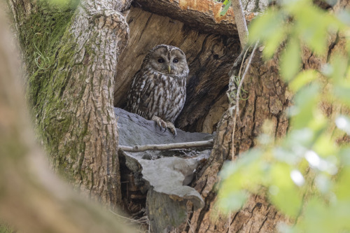 フクロウ（Ural Owl）