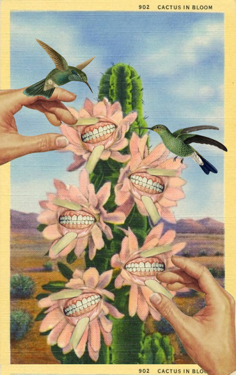 Porn Pics julialillard: CACTUS IN BLOOM