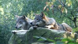 wolveswolves: Last two wolves at Blijdorp