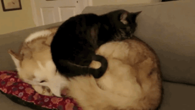 gifsboom:Cat gets comfortable on a husky bed.[video]