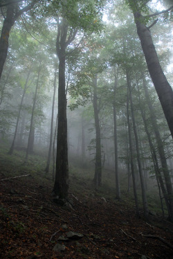 90377:mist at mountains by .hari on Flickr.