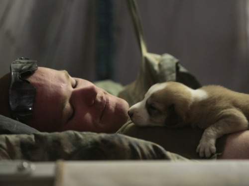 Men And Their Dogs