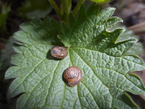 ainawgsd:Trochulus hispidus, previously known as Trichia hispida, common name, the “hairy snail”, is