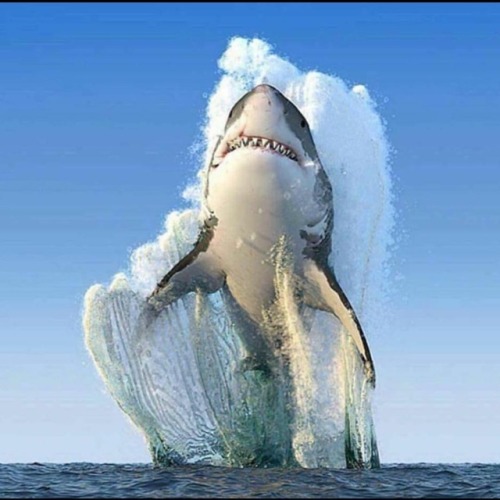 @natgeo photo of the year…Sharks are friggin awesome. #nationalgeographic #jaws #whowantstogo