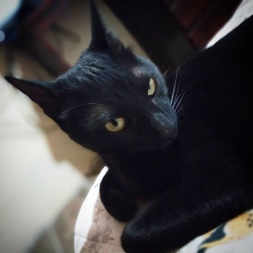 Mi Chimuela #Chimuela #cat #blackcat (en Villa de Mayo)https://www.instagram.com/p/CHoN-INhRAk/?igs