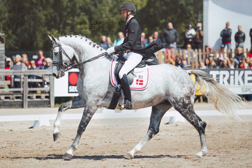 barebackandbarefoot:  Tørveslettens Stamina ‹ Stedinger x Clara ›  Danish Warmblood Mare