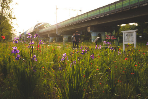 Poppies, daisies and irises in the late afternoon sun at Gojan Station, Ansan, Gyeonggi-do.