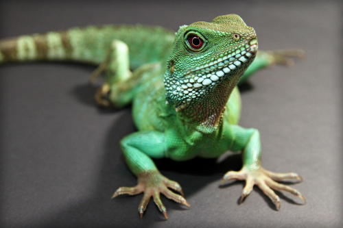 Chinese Water Dragon (by Cassi McKee - Nature’s Aura Photography)