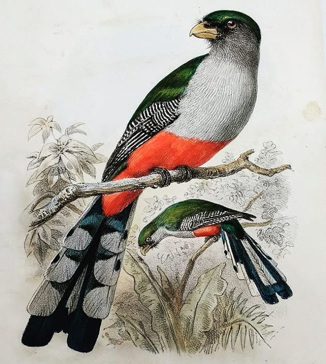 Much like this Hispaniolan Trogon, we are feeling fierce this #feathursday.⠀ ⠀ QL688.H5 C6 1885⠀ ⠀ #birds #feathers #birdwatching #roseigaster #bibliophile #bookstagram #booklover #rarebooks #specialcollections #librariesofinstagram #iglibraries...
