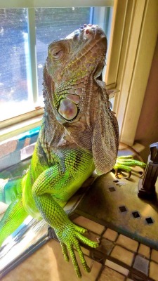 shelovesplants:My mommy says I’m beautiful 🐉🙌🏻 Bc I was born this way 🐉💕