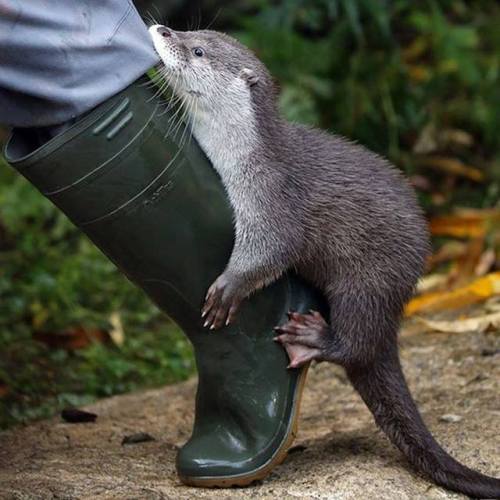 littlepawz: The danger of making friends with a young wild otter is that he may insist on coming hom