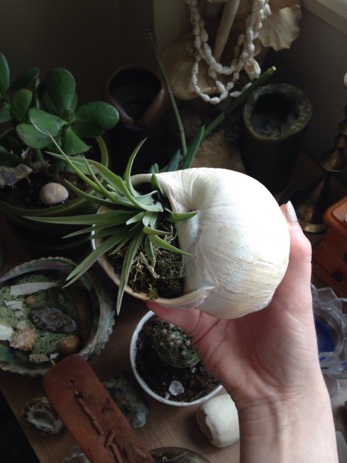 lavenderwaterwitch: my new little hermit garden made from an air plant, moss I found all over my cam