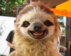 pleatedjeans:  oh you know, just a smiling sloth. [x] 