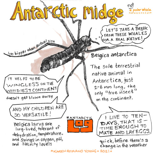 The next @AGU_SciComm #AntarcticLog from @DoodlebugKRY is all about spiders &amp; other creepy-c