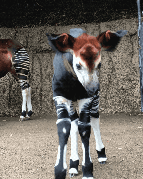 prettybonesandvultureprose:  sdzoo: Happy World Okapi Day! Meet Mosi, the floppy-eared