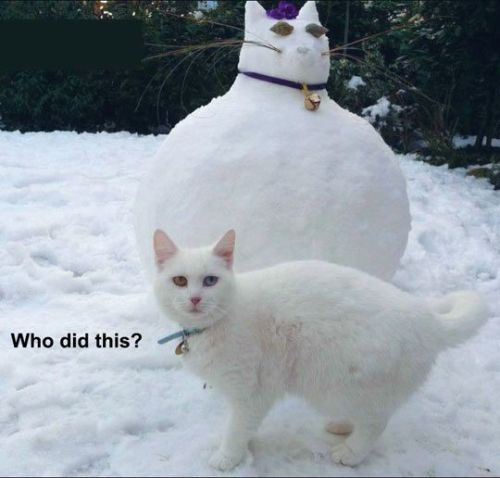 my-funny-pics:  My Funny Pictures #NewPost [1]
